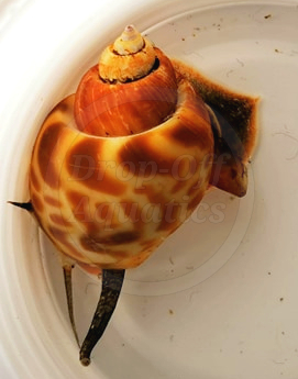 Orange marble snail 2 web